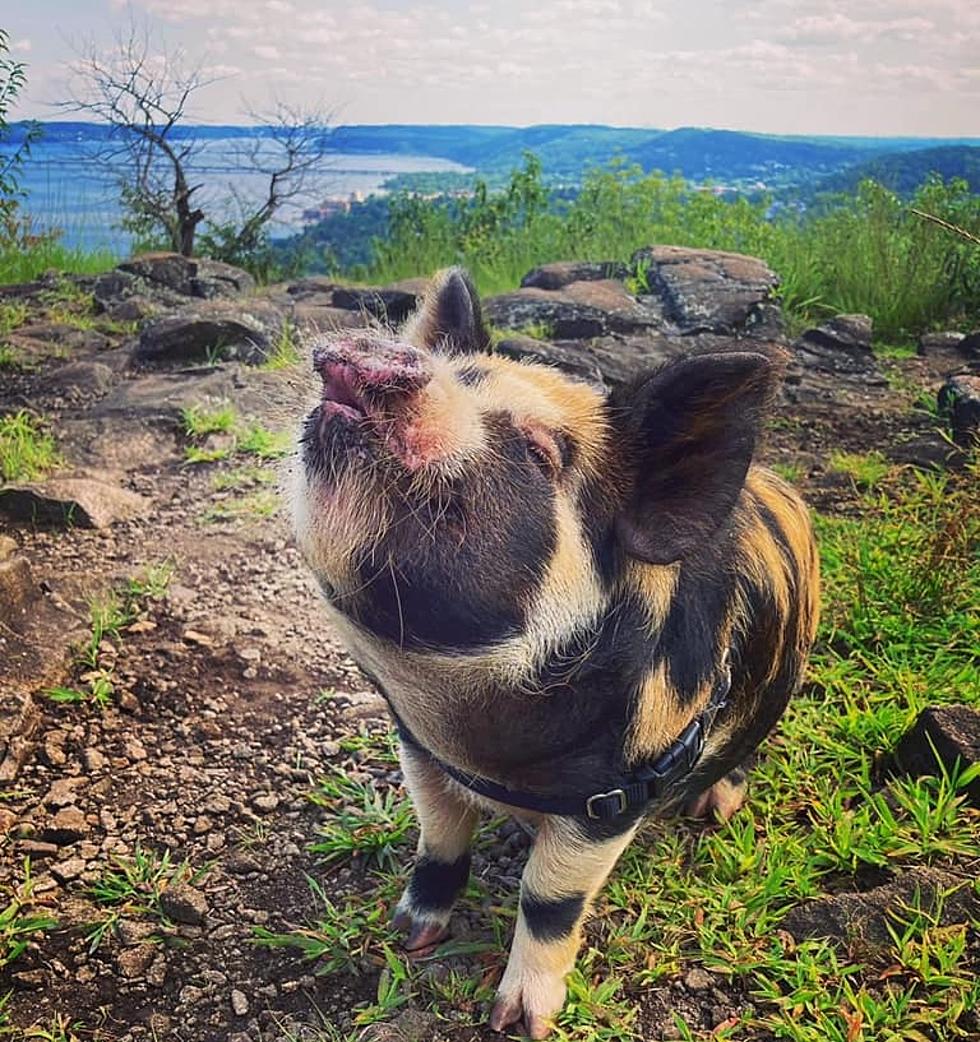 Introducing Eleanor Pigby, the Hudson Valley's Amazing Hiking Pig