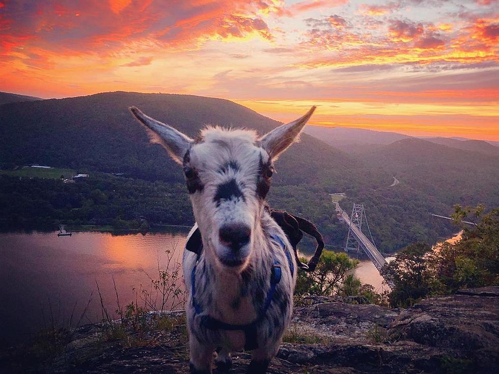 Meet the 5 Hiking Therapy Animals of Rockland County