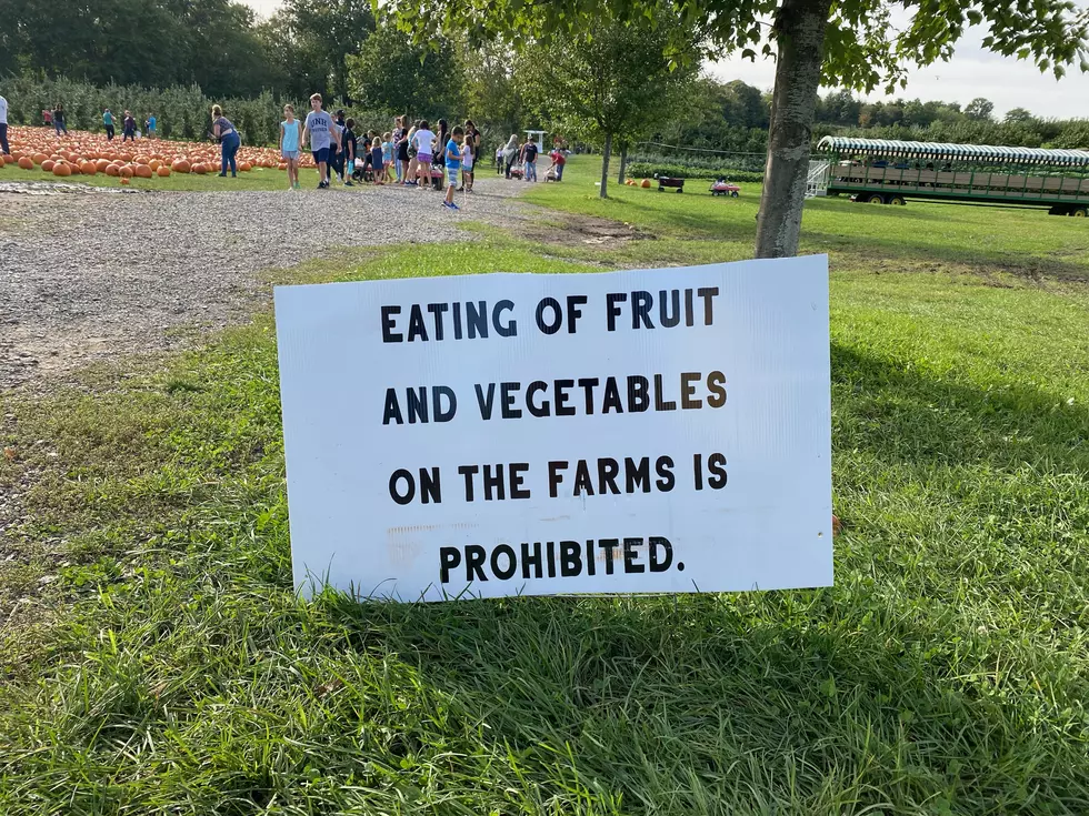Is It Stealing If You Eat Apples While You’re Picking Them?