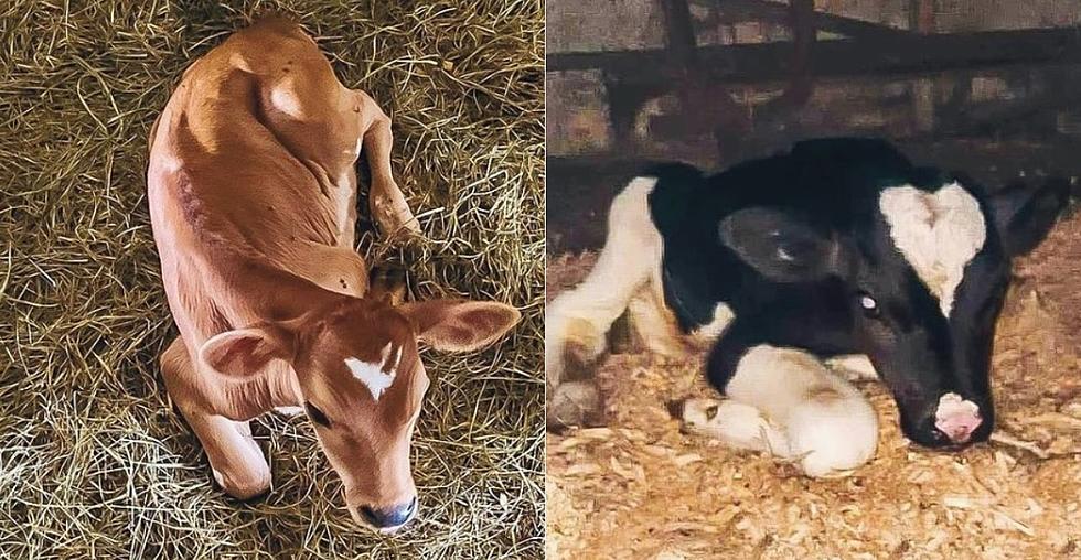 Poughquag Farm Attempting to Save 2 Calf's From Slaughter