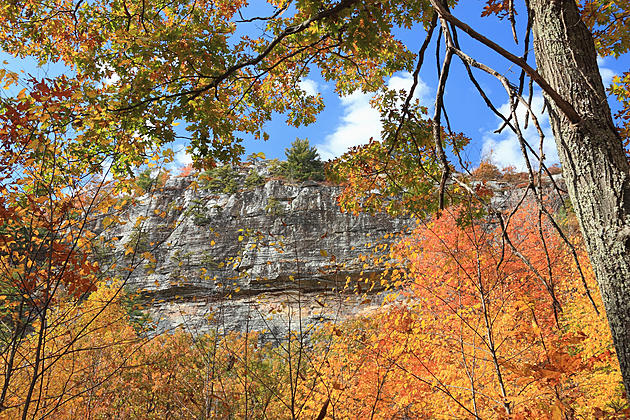 One fabulous Fall Hike with lots to learn about Hudson Valley Trees
