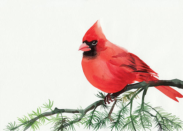 Is Seeing a Cardinal A Sign from A Loved One Who Died?