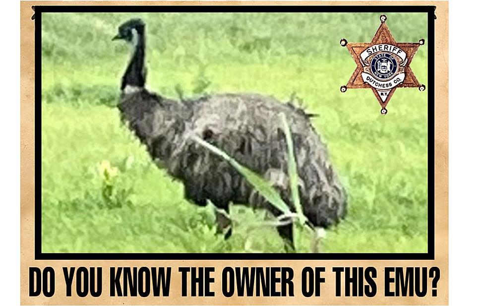 &#8216;Did You Lose an EMU?&#8217; Dutchess County Sherriff&#8217;s Office Wants to Talk