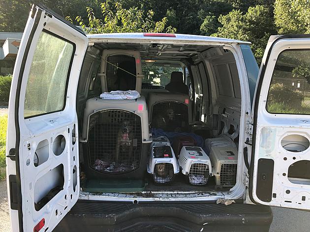 18 Hurricane Ida Rescue Animals Arrive in the Hudson Valley