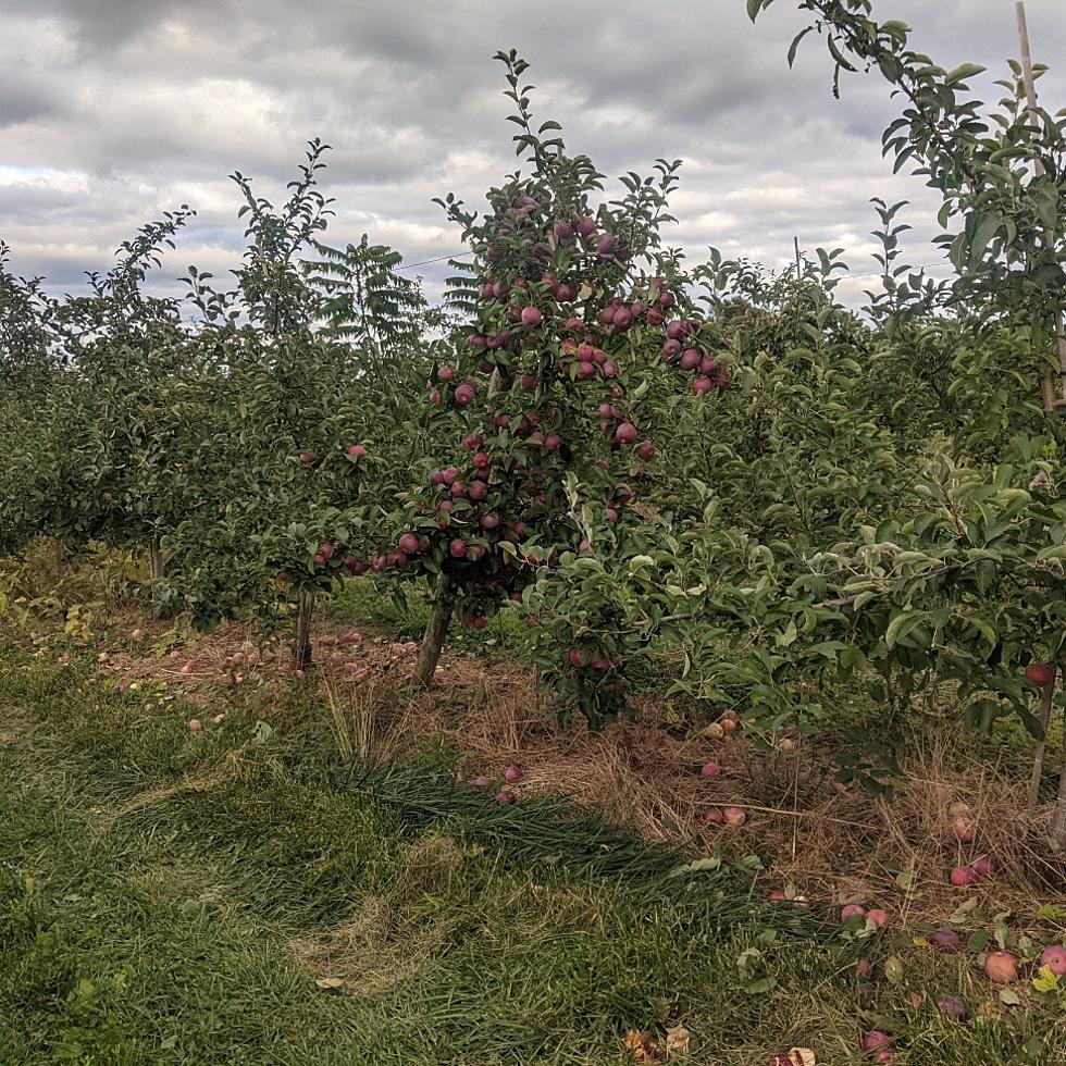 The Shocking Reason One New Paltz Apple Tree Still Has Its Apples