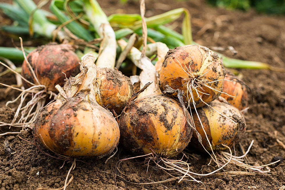 One Grocery Says Avoid Recalled Onions Eat Locally Grown Produce