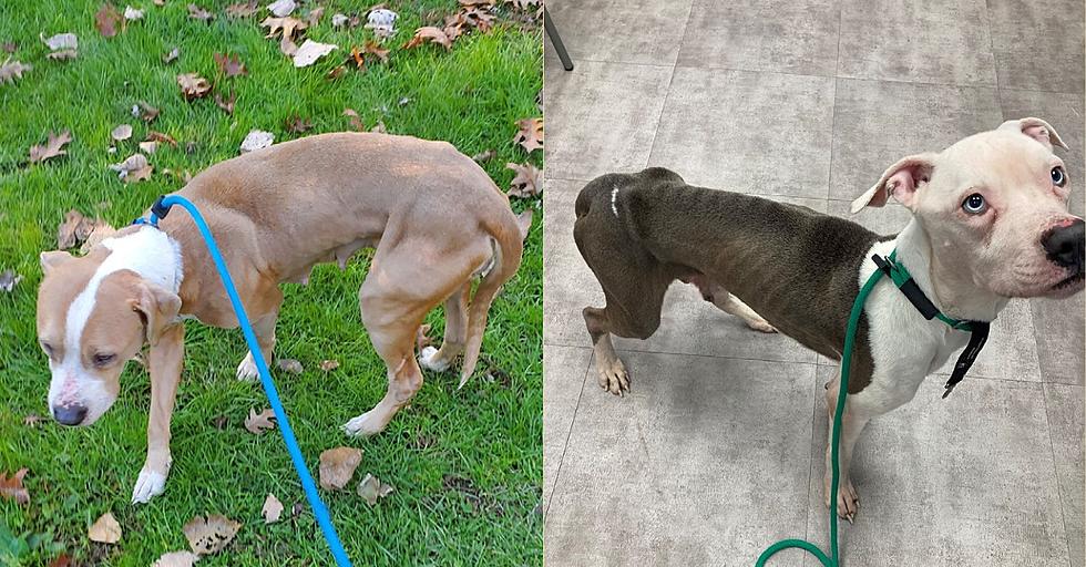 Ulster County SPCA Looking For Background Info on 3 Stray Dogs