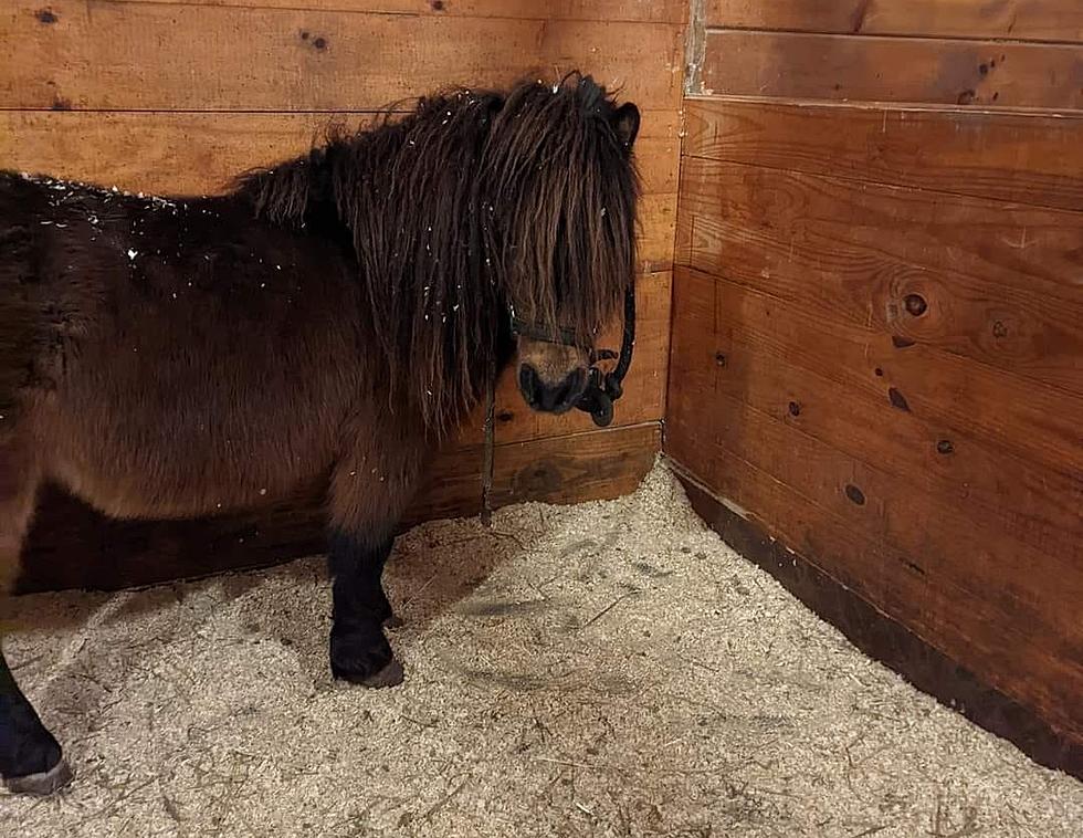 Al Capony and Two Minis Wrangled in Pennsylvania, Find Homes in New York