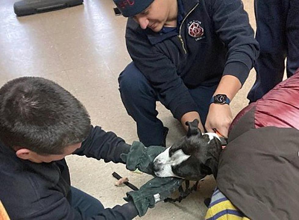 Heroic Beacon, NY Firefighters Save Loved Family Dog From Choking