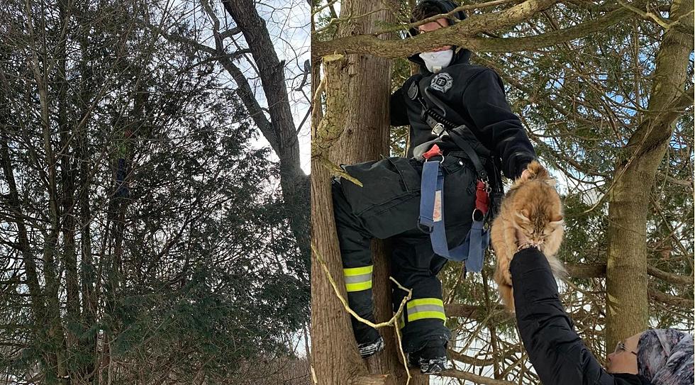 Ramapo First Responders Save $2,000 Cat From Tree