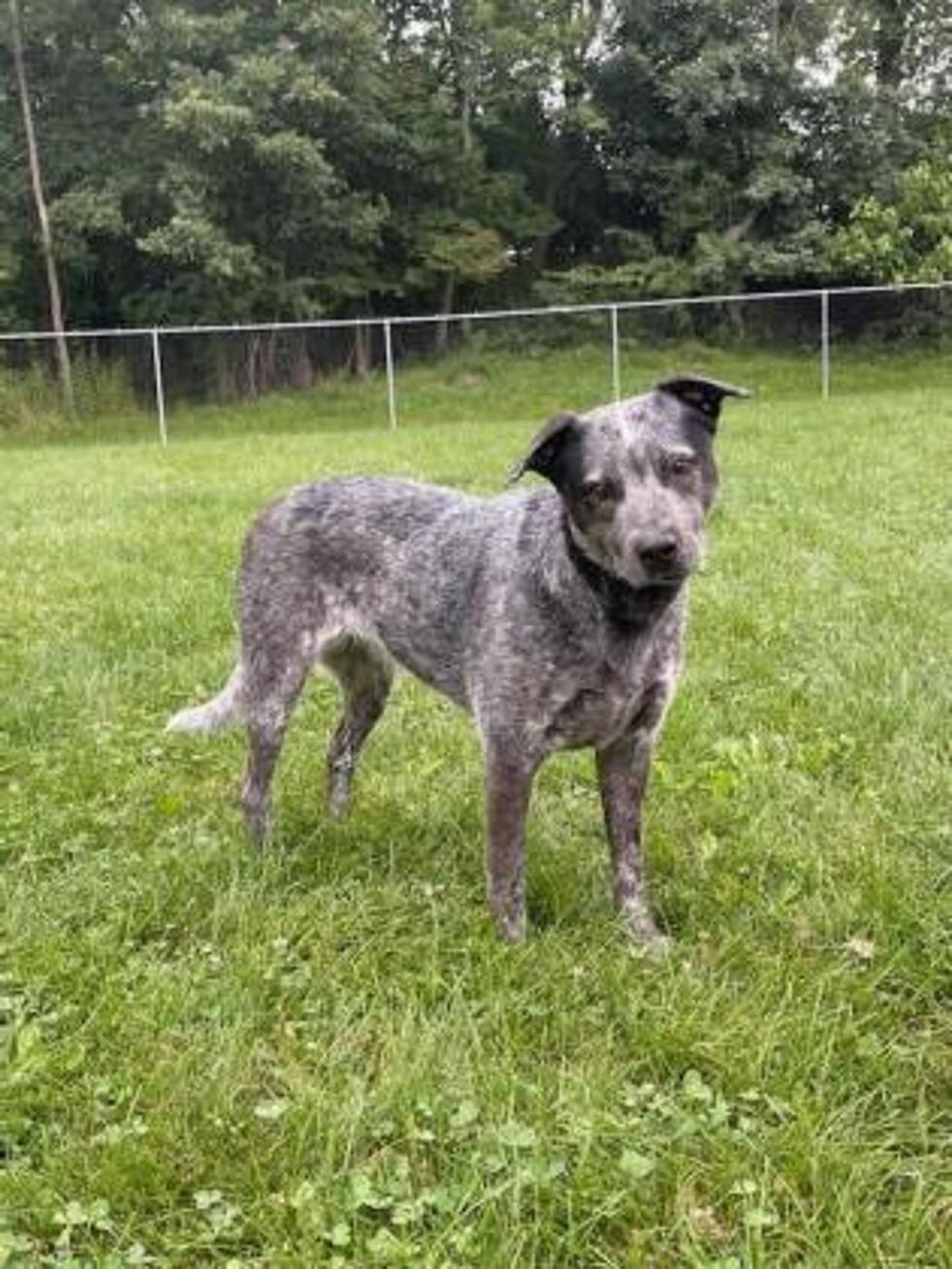 Can We Find A Hudson Valley Forever Home for Almost Decapitated Dog?