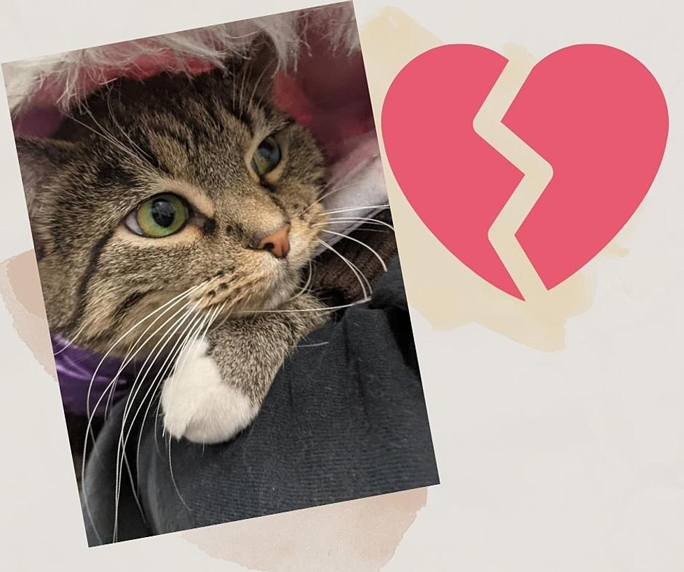 The Purrrfect Valentine’s Gift for Your Ex is Under $10 dollars