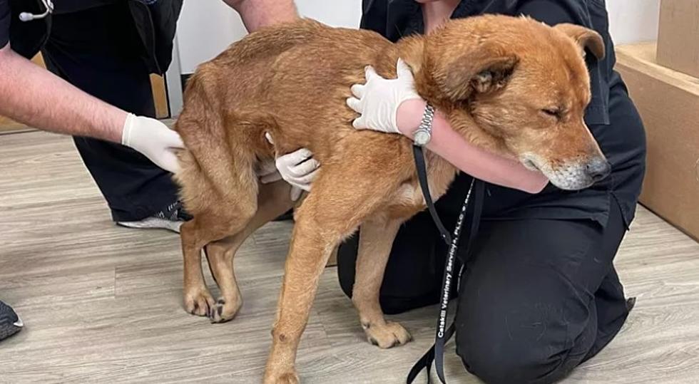Reunited: Missing Washington D.C Dog Found in Orange County, NY