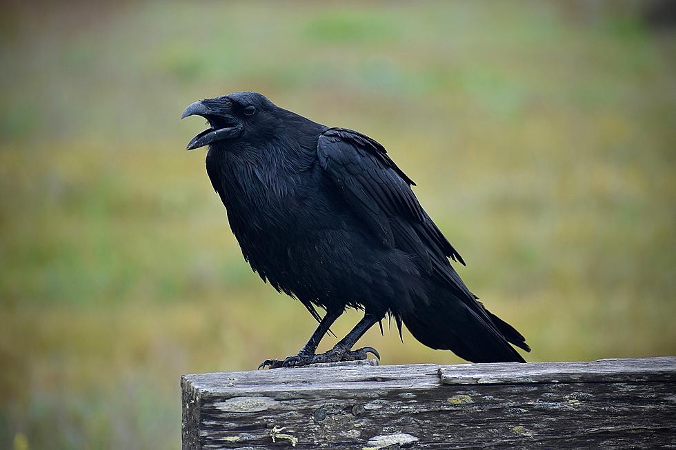 Why Are So Many Crows Suddenly in all the Trees In Poughkeepsie