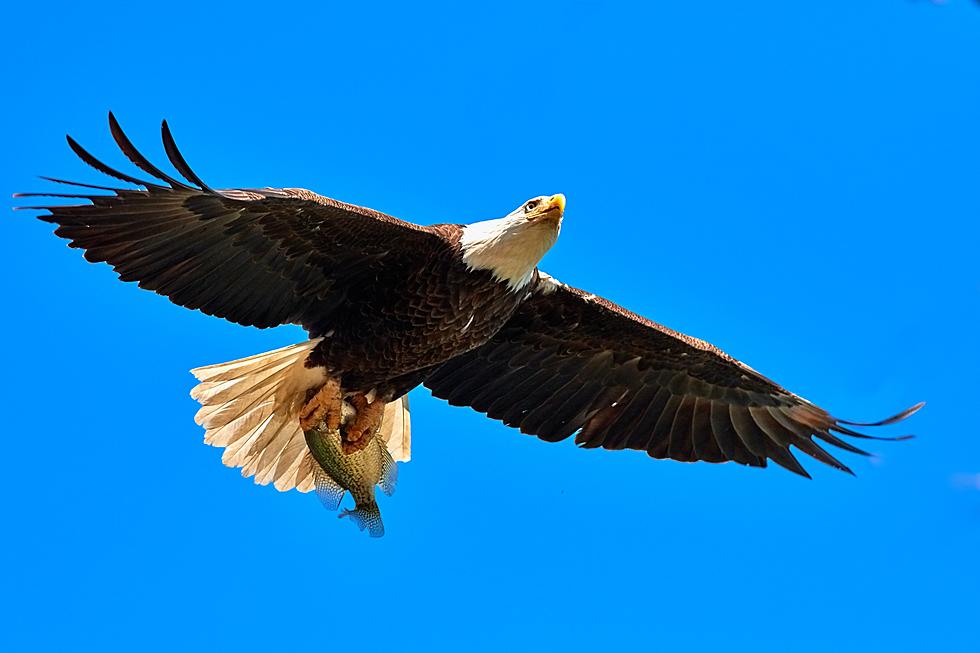 Eagle Watching Season Lands in the Hudson Valley