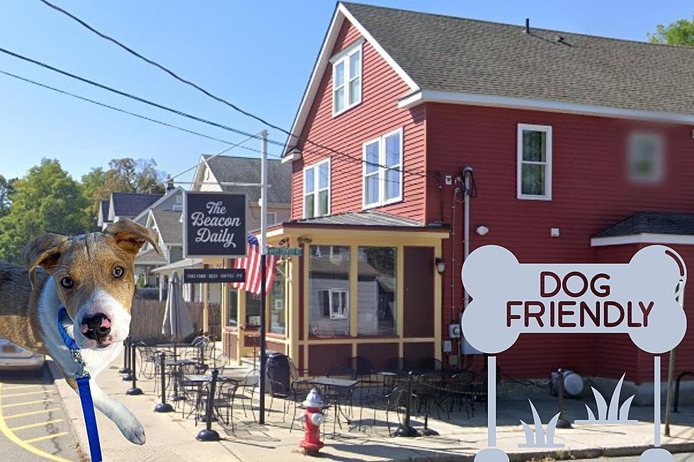 13 PAW-esome Dog Friendly Bars and Restaurants in Beacon, New York