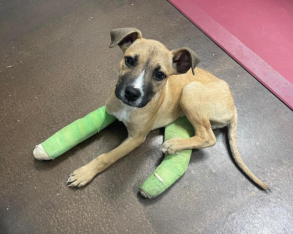 Donations Needed for Hudson Valley Rescue Pup Hit By a Car