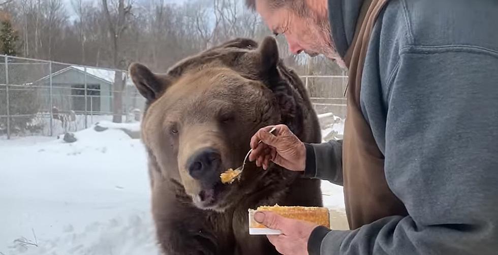 It Was a ‘Beary’ Special Birthday for This Otisville, NY Bear