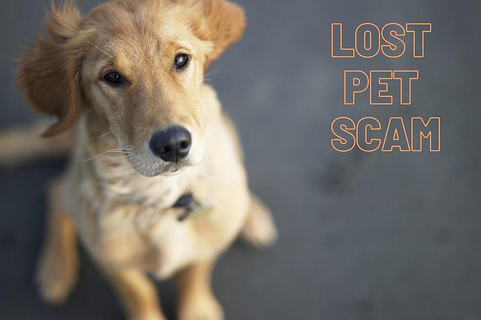 Warning 2021 Lost Pet Scam has Resurfaced in the Hudson Valley