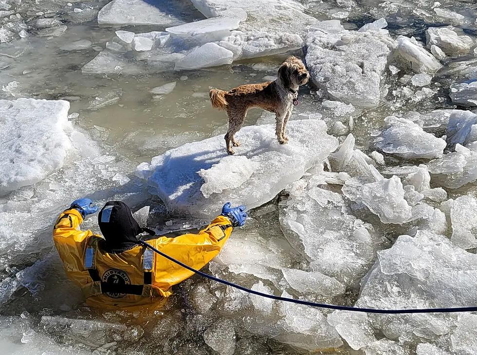 Newburgh Firefighters Save Dog Stuck on Frozen Hudson River