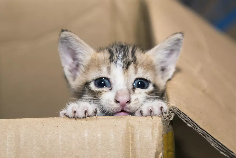 Cat sitting in a cardboard box in Ngwe Saung in Myanmar