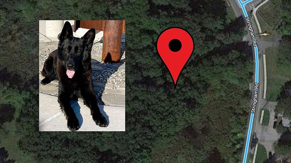 Hudson Valley K9 Locates Suspect Hiding in Lagrange Swamp