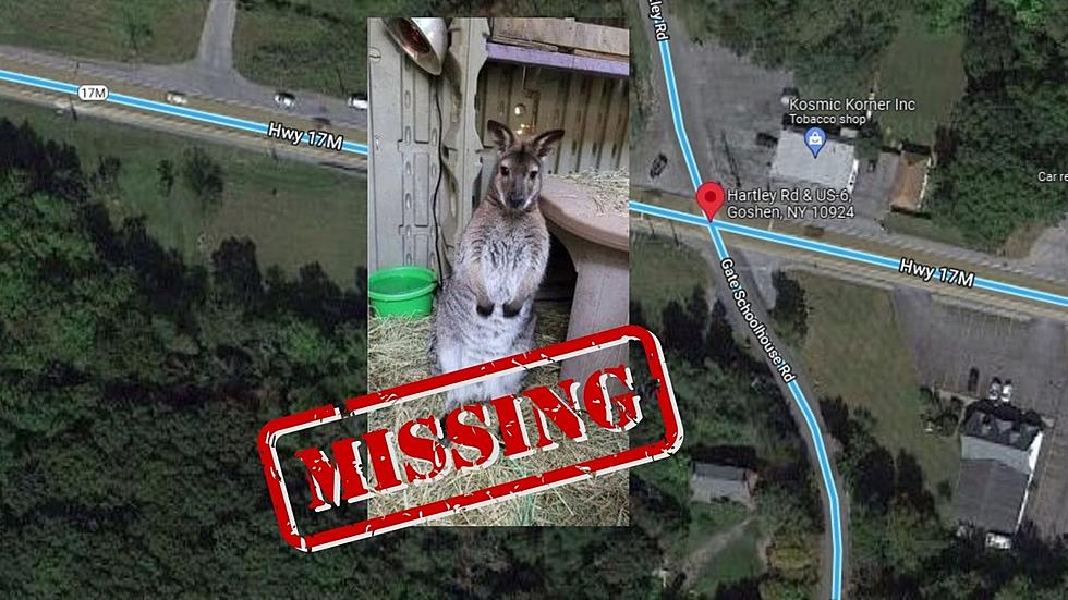 CRIKEY! A Kangaroo Has Gone Missing in Goshen, New York