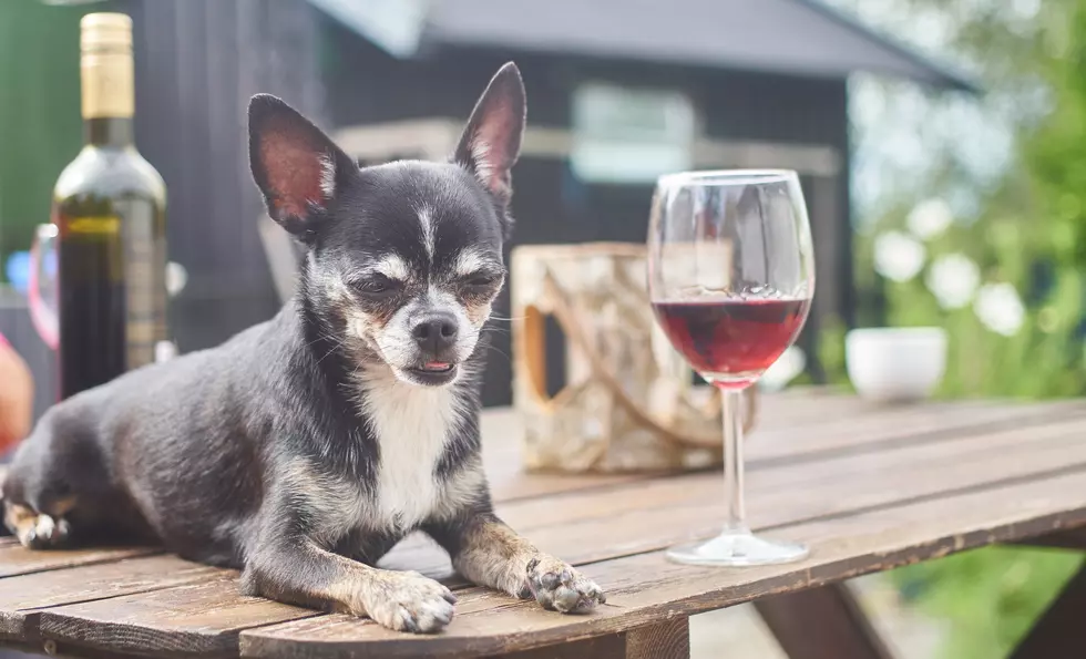 A chihuahua resting on a outdoor table with a glass of wine