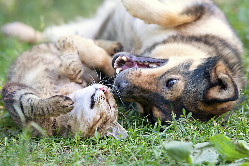 Free Rabies Vaccine Clinic Coming to Kingston, New York