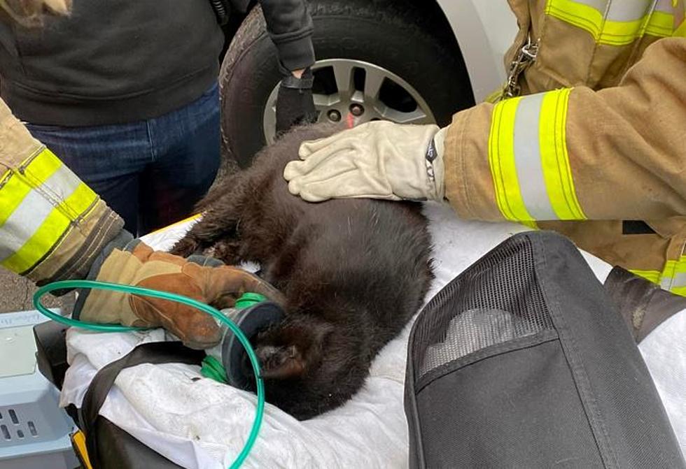 How To Help Cats From Hoarding Fire In Woodbury