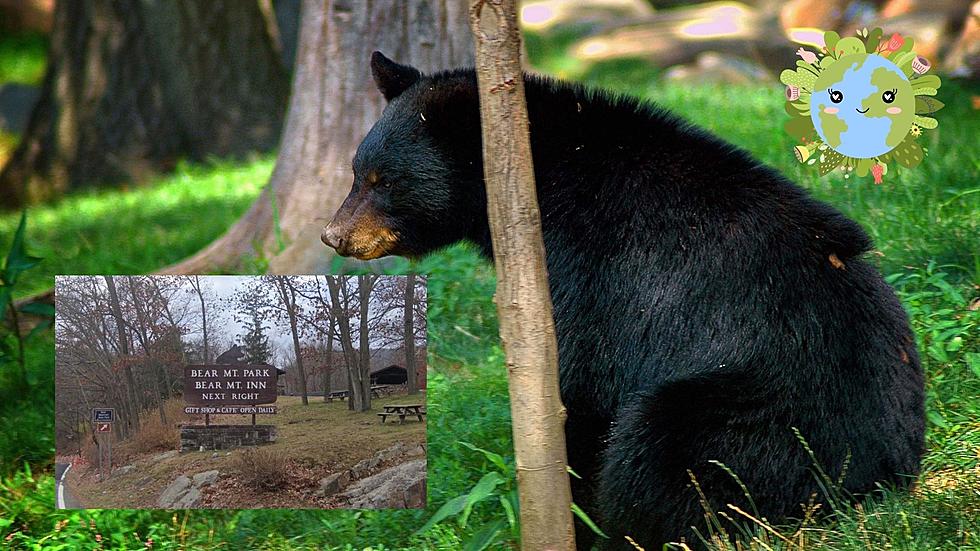 Celebrate Earth Day With the Bears at Bear Mountain State Park