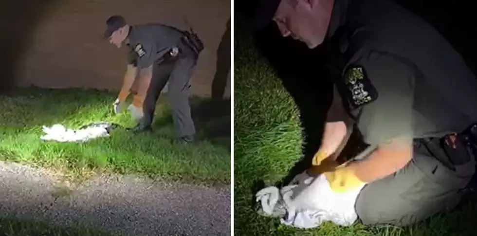  Watch as an Alligator is Captured Near Wappingers, NY, School