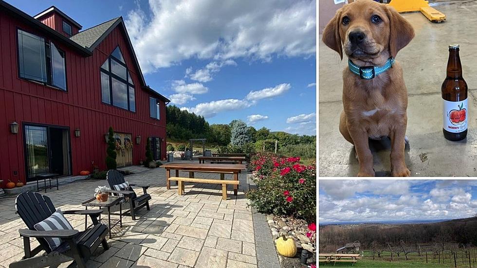15 Dog-Friendly Winery and Cideries in the Hudson Valley