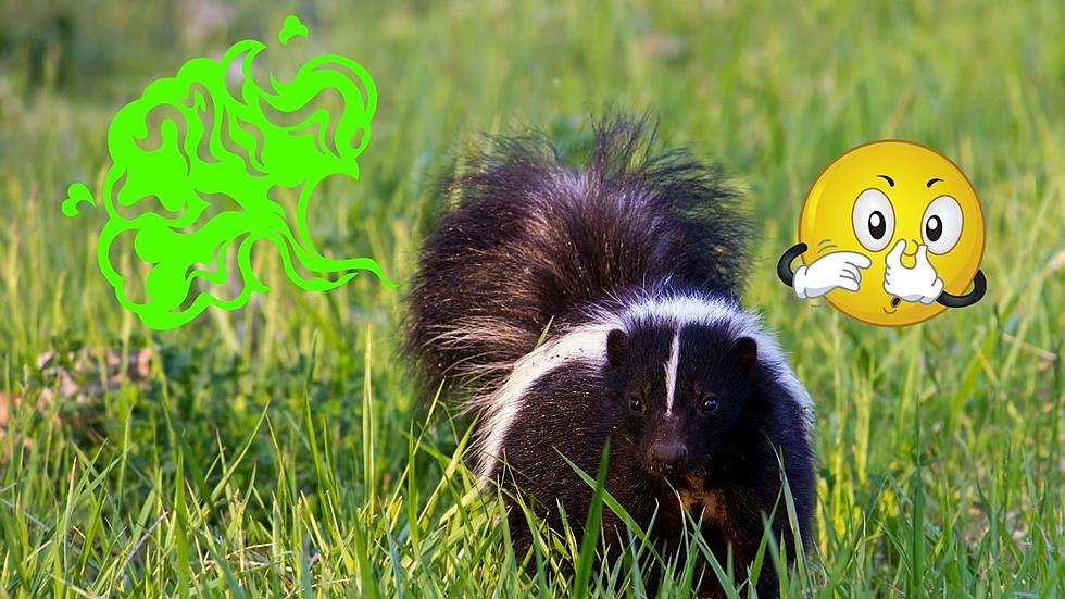 Have You, or Your Pet, Ever Been Sprayed By a Skunk?
