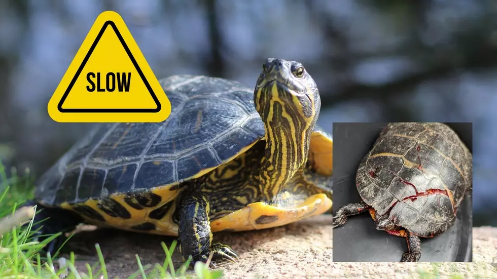 Slow Down and ‘Give Turtles A Break’ Across the Hudson Valley