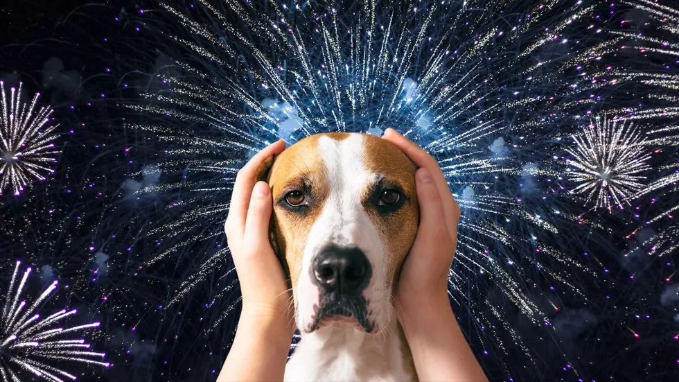 How to Keep Your Hudson Valley Pets Safe This 4th Of July