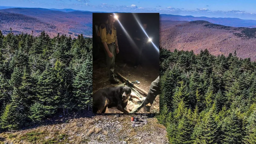 135-pound Dog Injured Hiking in Hunter, Saved by Forest Rangers