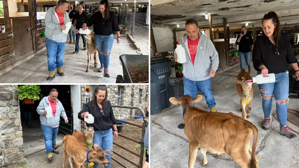 CJ & Jess Bottle Feed Calves in Warwick, New York