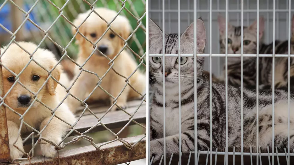 NY Passes ‘Puppy Mill’ Bill Ending Sales of Dogs, Cats in Stores