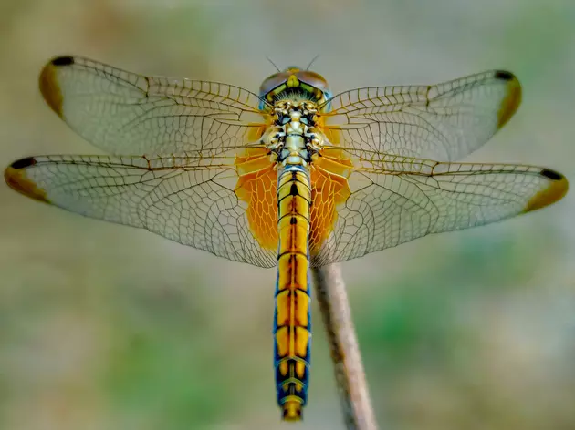 Why You Want Dragonflies Your Yard This Summer New York