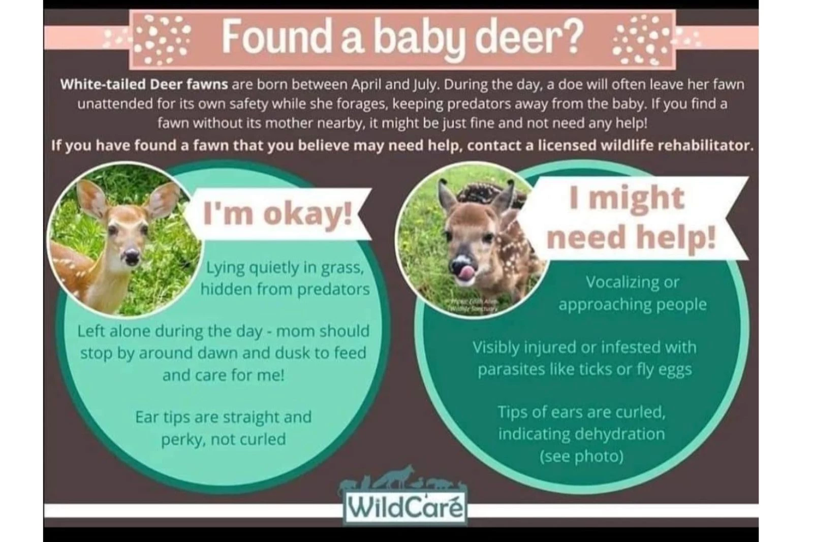 Baby deer clearance ears