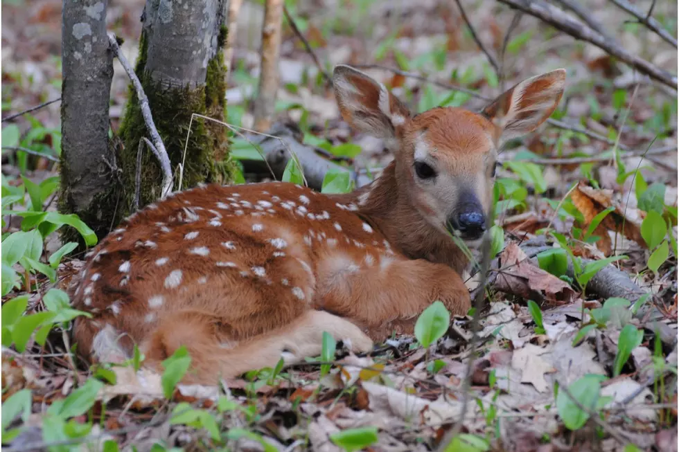 Found a Baby Deer in the Hudson Valley? Is It Safe to Help?