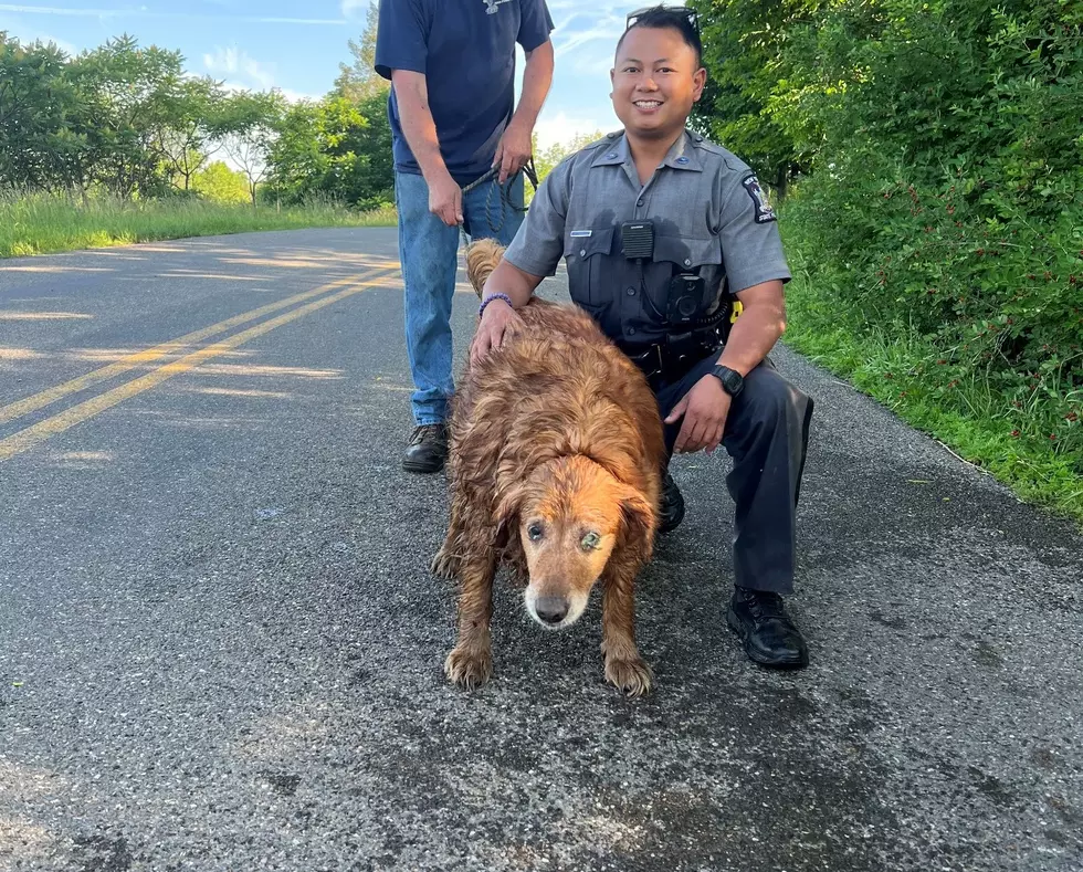 Upstate, New York Dog Stranded in Pipe, Saved By NYS Trooper