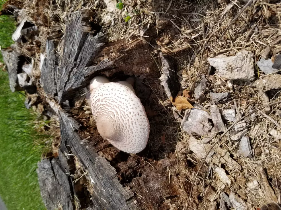 Mushrooms Edible or Not: Ask the Ashokan Center New York