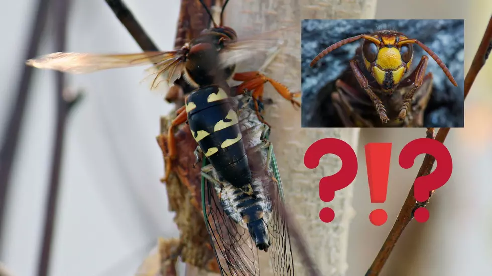 DEBUNKED: Is That a Murder Hornet in Your Hudson Valley Back Yard?