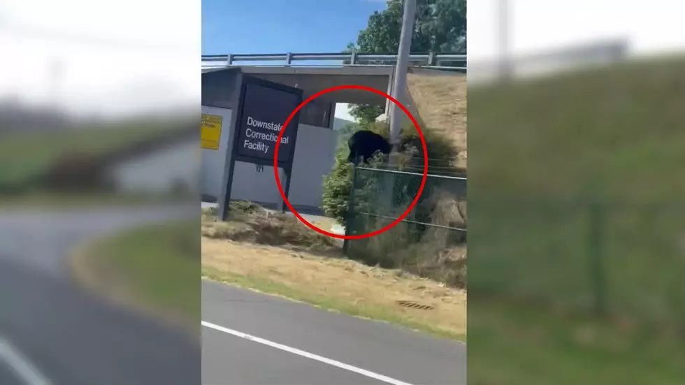 Watch Bear Break Into Downstate Correctional Facility in Fishkill