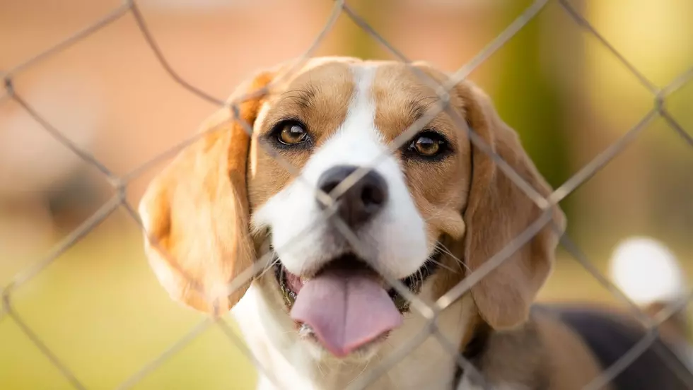 Beagles Saved From “Horrible” Breeding Facility Come to Wappingers Falls, NY