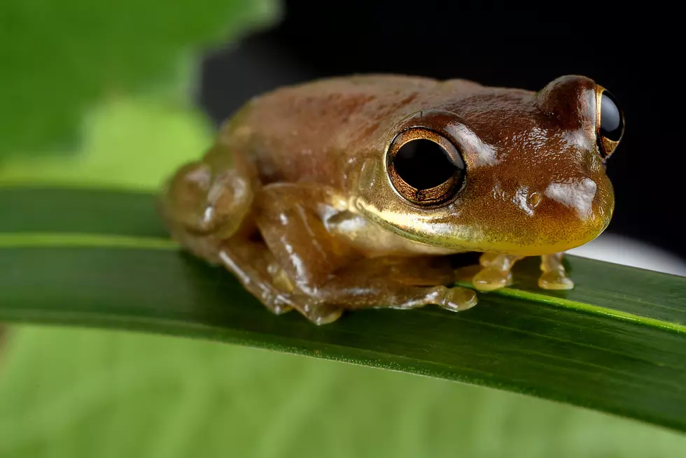 A small toad sitting on a leaf.
