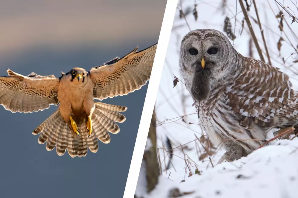 Birds Of Prey Event To Be Held In The Hudson Valley New York