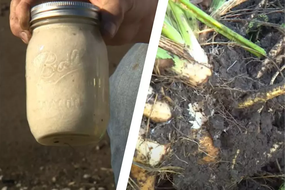 Can You Grow Horseradish in New York?